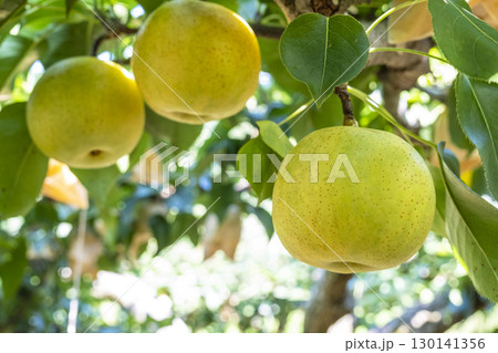 二十世紀梨　(鳥取県湯梨浜町） 130141356