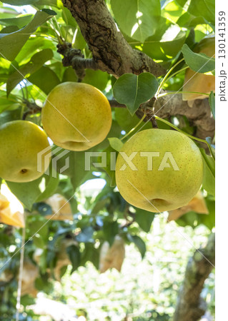 二十世紀梨　(鳥取県湯梨浜町） 130141359