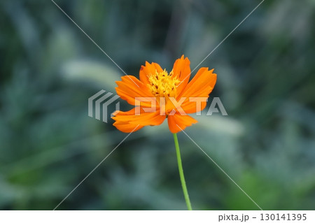 夏の庭に咲くオレンジ色のキバナコスモスの花 夏の庭に咲くオレンジ色のキバナコスモスの花 130141395