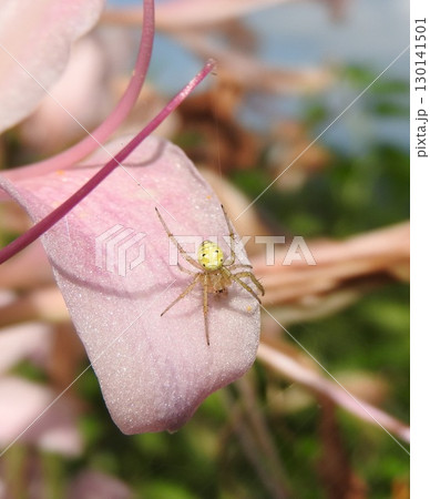 ナツズイセンの花びらで休む「ドヨウオニグモ」 130141501