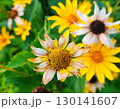 Rudbeckia fulgida sort Goldsturm: rudbeckia with yellow flowers blooms in the garden in autumn. Orange gardens rudbeckia flower. Rudbecia in landscape design. Bright floral background. 130141607