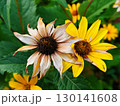 Rudbeckia fulgida sort Goldsturm: rudbeckia with yellow flowers blooms in the garden in autumn. Orange gardens rudbeckia flower. Rudbecia in landscape design. Bright floral background. 130141608