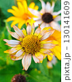 Rudbeckia fulgida sort Goldsturm: rudbeckia with yellow flowers blooms in the garden in autumn. Orange gardens rudbeckia flower. Rudbecia in landscape design. Bright floral background. 130141609