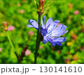 Purple flowers in green leaves. Purple flower on a meadow. spring and beauty. blue summer flower on a background of green grass 130141610
