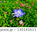 Purple flowers in green leaves. Purple flower on a meadow. spring and beauty. blue summer flower on a background of green grass 130141611