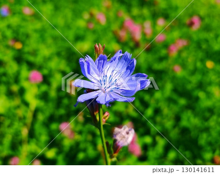Purple flowers in green leaves. Purple flower on a meadow. spring and beauty. blue summer flower on a background of green grass 130141611