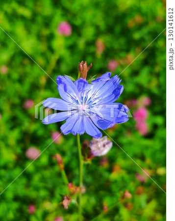 Purple flowers in green leaves. Purple flower on a meadow. spring and beauty. blue summer flower on a background of green grass 130141612