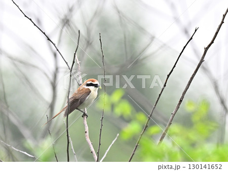 新緑の中のアカモズ 130141652