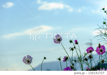 秋の空に咲くピンクと白のコスモス 秋の空に咲くピンクと白のコスモス 130141727
