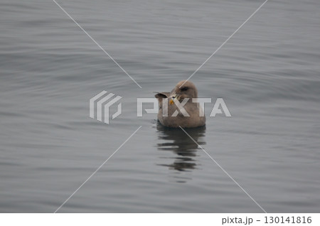 フルマカモメ(羅臼港 沖合/北海道目梨郡羅臼町) フルマカモメ(羅臼港 沖合/北海道目梨郡羅臼町) 130141816