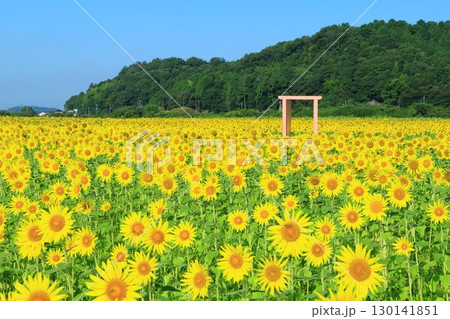絶景の青空とひまわり畑 ＜益子ひまわり祭り（栃木県）＞ 130141851