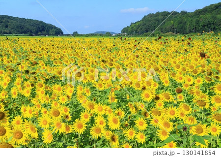 絶景の青空とひまわり畑 <益子ひまわり祭り(栃木県)> 絶景の青空とひまわり畑 <益子ひまわり祭り(栃木県)> 130141854