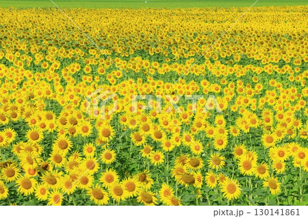絶景の青空とひまわり畑 <益子ひまわり祭り(栃木県)> 絶景の青空とひまわり畑 <益子ひまわり祭り(栃木県)> 130141861