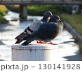 仲のいい鳩 130141928