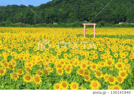 絶景の青空とひまわり畑 ＜益子ひまわり祭り（栃木県）＞ 130141940