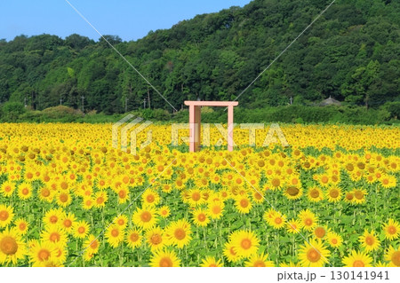 絶景の青空とひまわり畑 ＜益子ひまわり祭り（栃木県）＞ 130141941