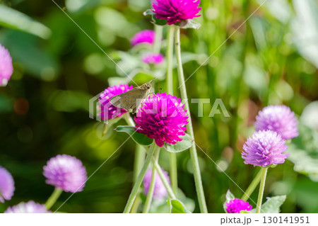 ピンク色の千日紅にとまるセセリチョウ 130141951