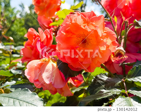 Rosa gallica, the Gallic rose, French rose or rose of Provins, is a species of flowering plant in the rose family, native to southern and central Europe eastwards to Turkey and the Caucasus. Rosa gallica, the Gallic rose, French rose or rose of Provins, is a species of flowering plant in the rose family, native to southern and central Europe eastwards to Turkey and the Caucasus. 130142012