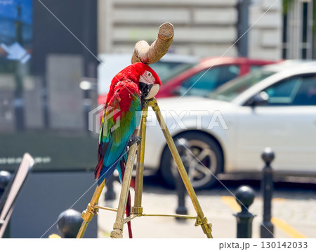Colorful parrot ara perched on wooden stand outdoors in sunny urban environment. Exotic bird, wildlife, tropical nature, lifestyle and vibrant outdoor scene. 130142033