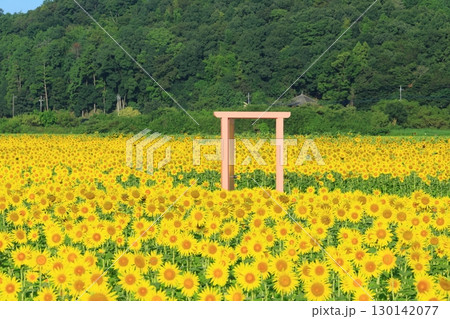 絶景の青空とひまわり畑 ＜益子ひまわり祭り（栃木県）＞ 130142077