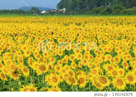 絶景の青空とひまわり畑 ＜益子ひまわり祭り（栃木県）＞ 130142079
