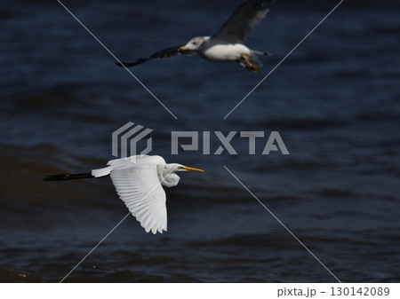 海面を飛ぶダイサギ 130142089