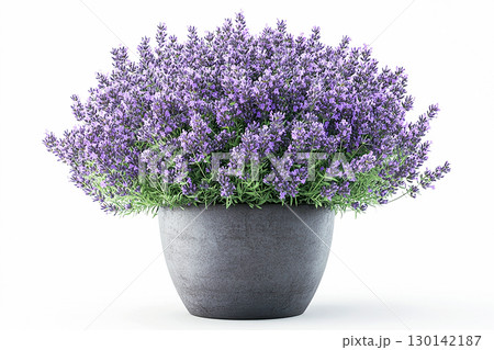 Modern home decor. Ceramic gray vase with lavender plant with purple flowers on a white background. Herb bush in pot. 130142187