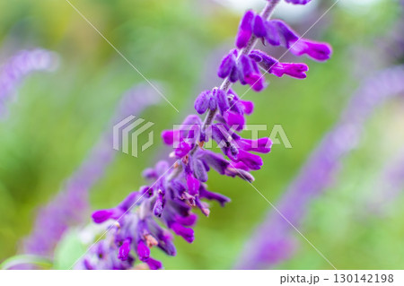 紫色のベルベットセージの花 130142198