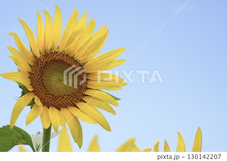 太陽に向かって咲くひまわり 夏の風景 太陽に向かって咲くひまわり 夏の風景 130142207