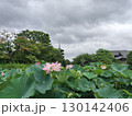 空に向かって咲く蓮 130142406