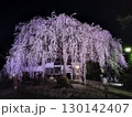 夜に浮かぶしだれ桜 130142407