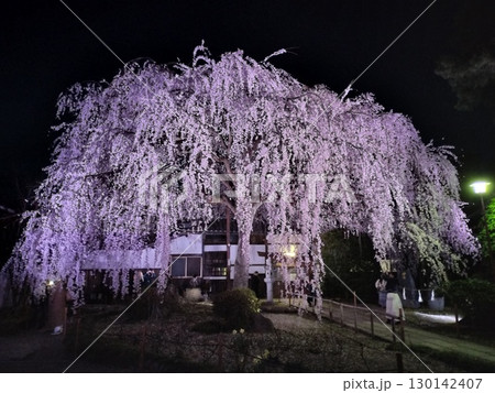 夜に浮かぶしだれ桜 130142407