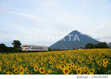 特徴的な雲の下を走るキハ40とひまわりと開聞岳　指宿枕崎線 130142465