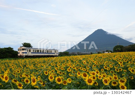 特徴的な雲の下を走るキハ40とひまわりと開聞岳 指宿枕崎線 特徴的な雲の下を走るキハ40とひまわりと開聞岳 指宿枕崎線 130142467