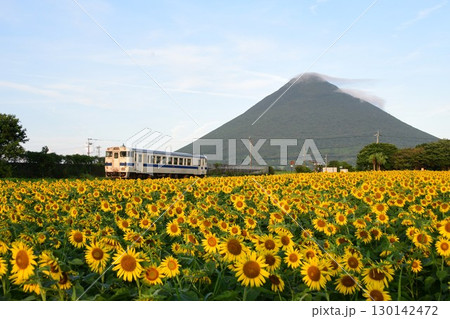 キハ40とひまわりと開聞岳　指宿枕崎線 130142472