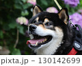 紫陽花と日本犬 130142699