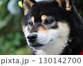 見つめる柴犬 130142700