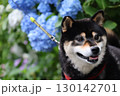 紫陽花と柴犬 130142701