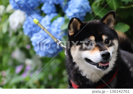 紫陽花と柴犬 130142701