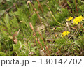 小さい春 130142702