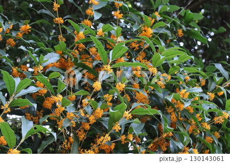 満開のキンモクセイの花 130143061