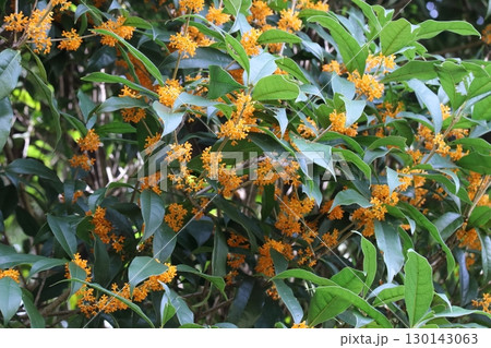 満開のキンモクセイの花 満開のキンモクセイの花 130143063
