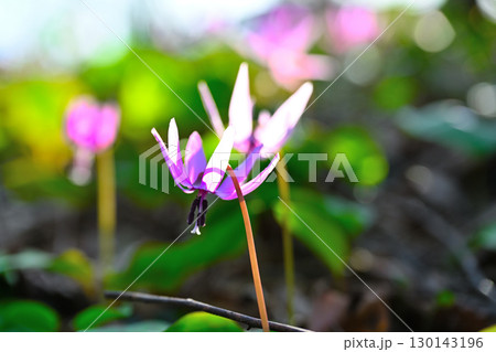 斐太歴史の里のカタクリ(新潟県) 斐太歴史の里のカタクリ(新潟県) 130143196