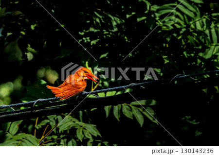 赤いカワセミ「アカショウビン」 赤いカワセミ「アカショウビン」 130143236