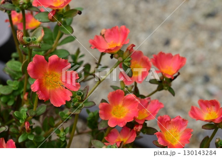 ポーチュラカ（ユベリヒユ科）の赤い花 130143284