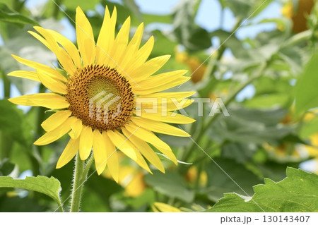 愛らしいヒマワリの花　夏　ナチュラル風景 130143407
