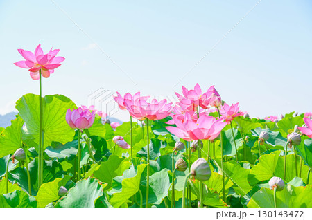 蓮の花 信州安曇野 蓮の花 信州安曇野 130143472