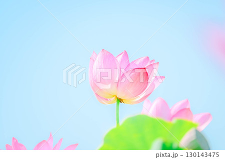 夏に花咲く蓮の花　安曇野 130143475