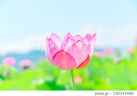 夏に花咲く蓮の花　安曇野 130143480