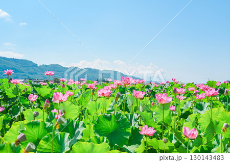 蓮の花 信州安曇野 蓮の花 信州安曇野 130143483